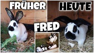 Fred FRÜHER & HEUTE!  + Familie Fred  | Schustrich S 2.0 ⭐