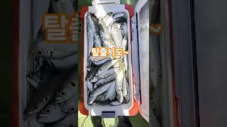 #낙시 #탈출 #때는이때다 #fishing  #빠삐용의 후예들^^