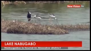 NEW VISION TV: Pearl of Africa-Lake Nabugabo