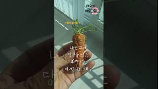 자취생이 식집사가 되는 과정 #자취방새로고침