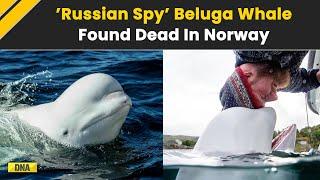 Hvaldimir, The Celebrated 'Russian Spy' Whale, Found Dead In Norway, Cause Of Death Not Clear