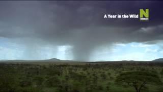 Viasat Nature - A Year in the Wild - promo