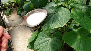 1 spoon under Cucumbers in August September and cucumbers will give a huge harvest of cucumbers!