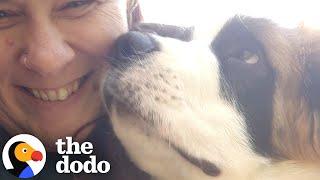 Will She Foster Fail With A Saint Bernard Puppy? | The Dodo