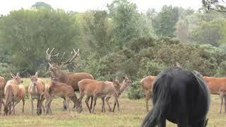 Red Deer Rut Stag & Harem Of Hinds  2017