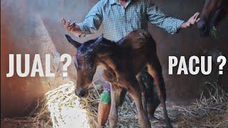 LAHIRNYA  CALON KUDA HEBAT PENGGANTI DJOHAR MANIK !!! #kudapacuindonesia#horseracing#kudaindonesia