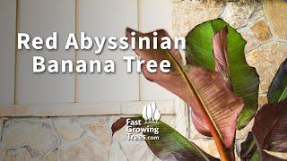 Red Abyssinian Banana Tree | FastGrowingTrees.com