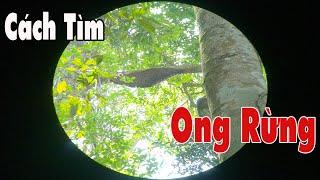 Ong Rừng TV | Tổng hợp các cách tìm ong mật rừng