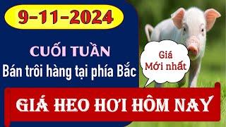 Giá heo hơi hôm nay 9/11/2024 - Bán tốt tại các tỉnh phía Bắc