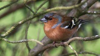 chants et cris du pinson des arbres HD- songs and calls common chaffinch (free birds)