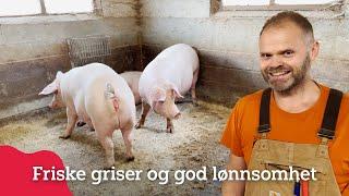 Friske griser og god lønnsomhet hos Harald Gropen