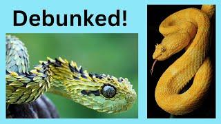 Top 6 Snake Myths!