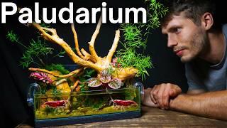 I Made a Cherry Shrimp Paludarium, Here’s How!