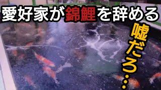 ３０㌧錦鯉池のベテラン【錦鯉飼育を辞める】何故ですか？　#錦鯉  #アクアリウム　#池作り　#日本エコル　 #燃料値上げ　#高騰