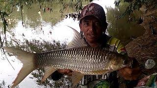 Ganasnya tarikan ikan jelawat sungai wahau | pemancing blusukan gunung Kombeng |