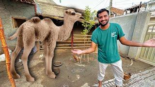 Hum Baby Camel Le Rhy Hain