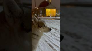 HUSKY IN THE SNOWY NIGHT? ️ You Have to See This! #husky #shorts #huskylife #relaxing