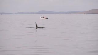 Walbeobachtung in Victoria (BC).