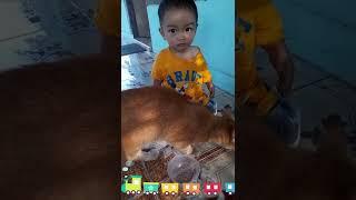 ADEK SENENG DAN SERU, BANGUN TIDUR LANGSUNG KASIH MAKAN KUCING