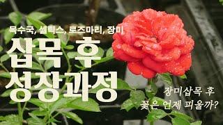 삽목 후 성장과정을 담은 6개월간의 삽목성장일지 : 목수국, 셀릭스, 로즈마리, 장미