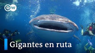 ¿Emigran los tiburones ballena?