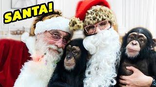 BABY CHIMPANZEE MEETS SANTA!