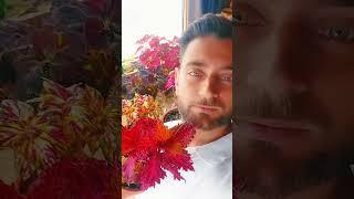 #coleus ️ #yaprakgüzeli #yaprakguzeli #kolyos #plant #çiçek #bitki #flower #botanic #botanik
