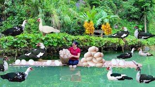 Harvesting duck eggs Go to the market to sell | Wild girl - Huong