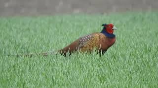 Jagdfasan / Common Pheasant / Phasianus colchicus