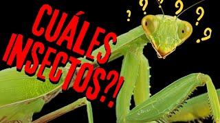 LOS INSECTOS  y sus curiosidades  | Documentales Infantiles🪲 | Vídeos educativos para niños 🪳