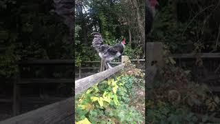 Blue Ameraucana the loudest rooster