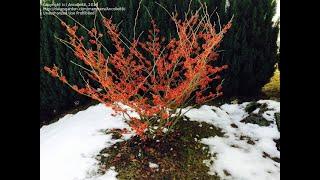 Winter Bloomers!/Garden Style nw