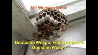 Mit Wespen leben - Deutsche Wespe, Feldwespe und Gemeine Wespe - im Andersgarten Garten am Haus