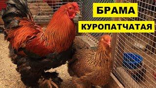 Разведение породы кур Брама Куропатчатая как бизнес идея | Куры Брама куропатчатая