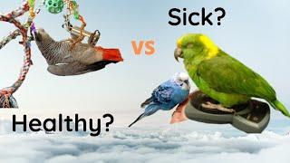 Signs Your Parrot is Healthy | Do You Know if Your Parrot is Sick? | Three Minute Thursday