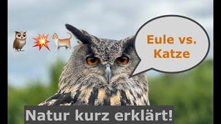 Kann eine Eule eine Katze fangen?   Natur kurz erklärt! - Greifvogelwarte Feldatal