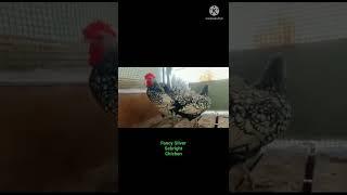 Cutes pet Fancy Silver Sebright Breed Chicken #shortvideo