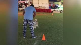 Chennai Dog Show || Video Shorts || Exotic dog Breeds