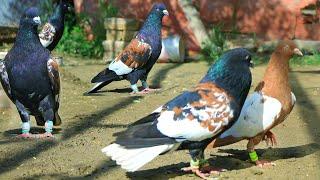 champion pigeon-کفتر های قهرمان | beautiful fancy pigeons collection | کفتر را با موتر تبدیل نمیکنم