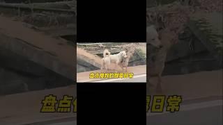 Stupid dog fail【Mixed cut】
