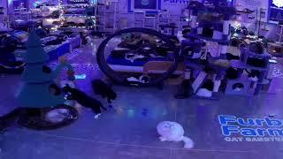 Furball Farm Cat Sanctuary 24/7  Live Stream