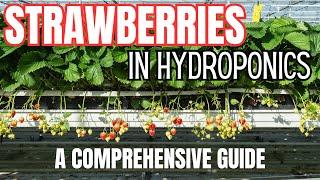 Strawberry Hydroponics - All You Need to Know