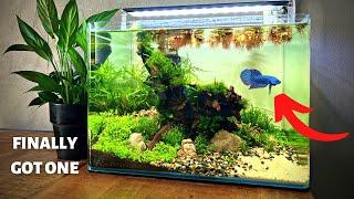 I MADE AN AQUASCAPE FOR A BETTA! Full Step By Step Aquascape Tutorial