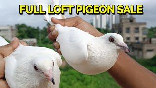 NEAR RUBY RAHUL BHAI MADRASI PIGEON FULL LOFT SALE