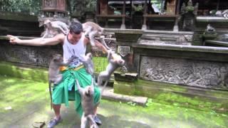 Monkeys attack tourist in Ubud, Bali