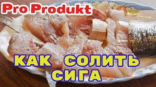 Как солить сига вкусно