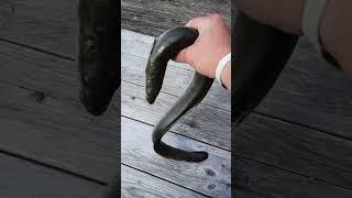 State Record American EEL. #fishing #fishingvideo #eels #eelfishing #eelcatching #hugefish #record