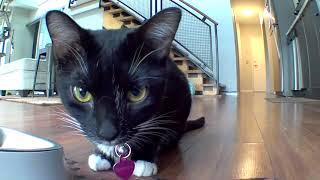 Cat excited about automatic feeder