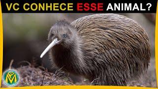 Esse Animal tem nome de FRUTA, Conheça a AVE chamada KIWI ou Quiuí