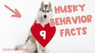 Husky Behavior Facts (9 Things To Know)